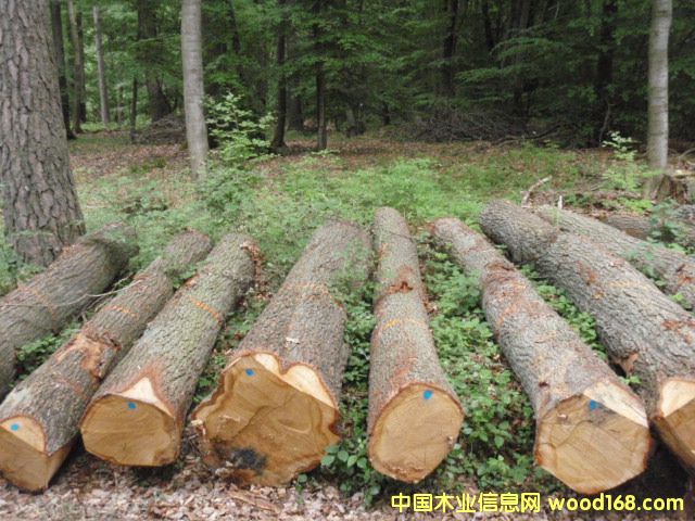 ������ԭľ��Ԕ����B