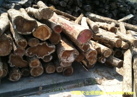 ��������ľ��Ԕ��(x��)��B