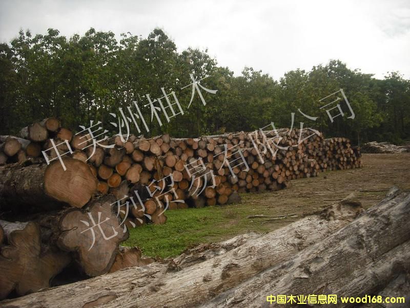 ��������ľ��Ԕ����B