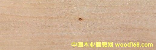 �c���鿴���P Red Alder�Ŵ�DƬ