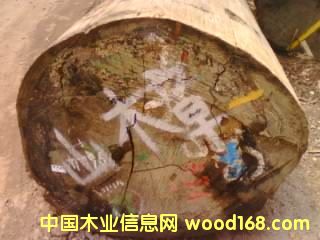 山樟的詳細介紹