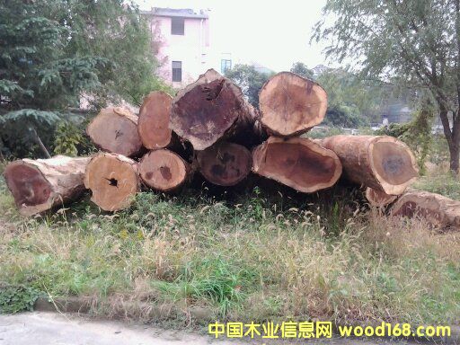 金絲楠木的詳細(xì)介紹