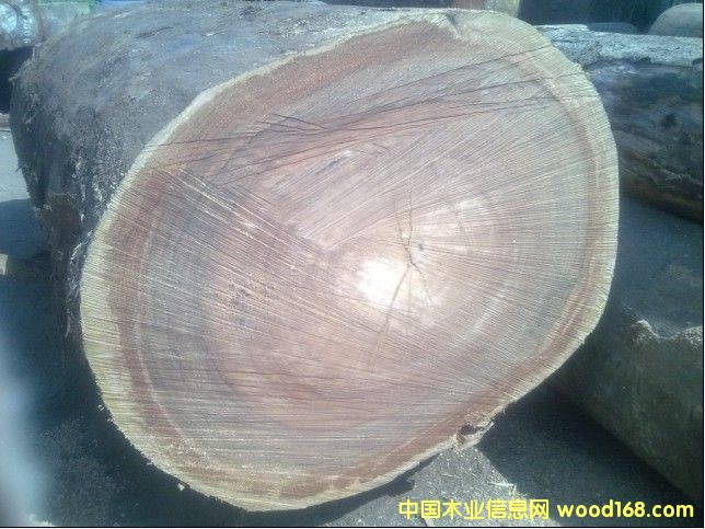 欖仁木的詳細(xì)介紹