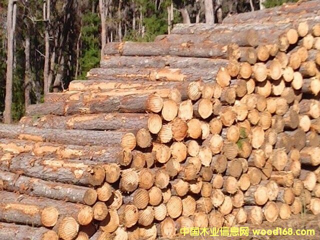 ����ݗ����ԭľ