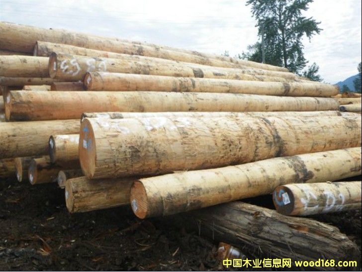 ������ԭľ��Ԕ����B