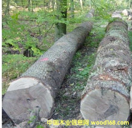 ԭľ�M�ڵ�Ԕ����B