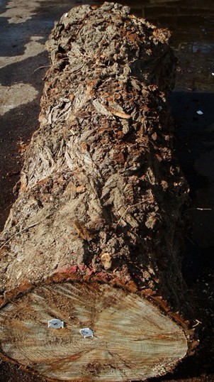 �W�� �ח��(sh��)��:Mappa Burl