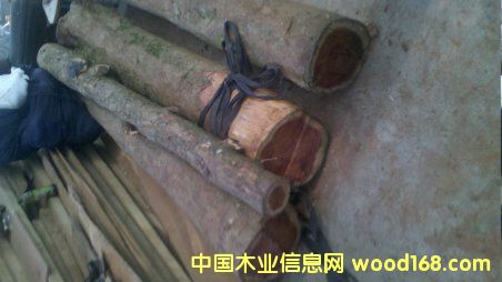 紅豆杉的詳細(xì)介紹