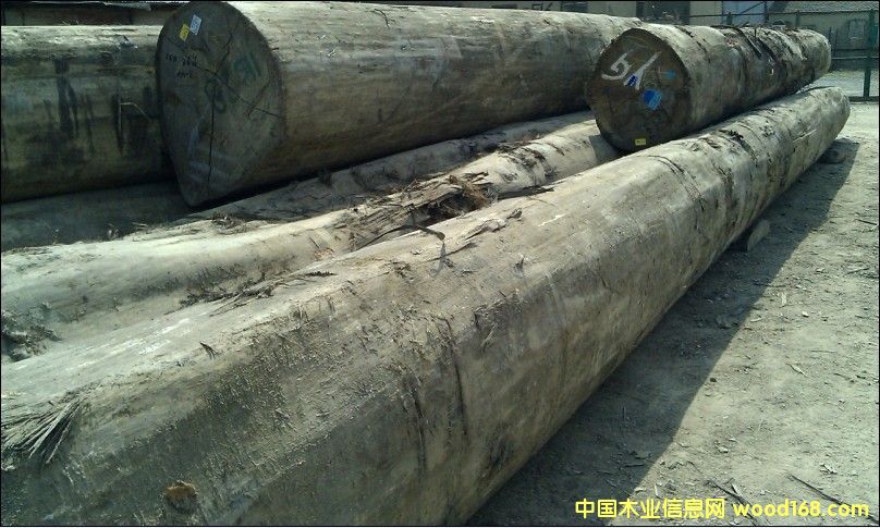 紅柳桉的詳細(xì)介紹