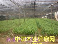 �������Ե�Ԕ����B