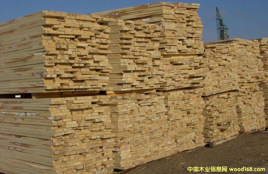 樟松的詳細介紹