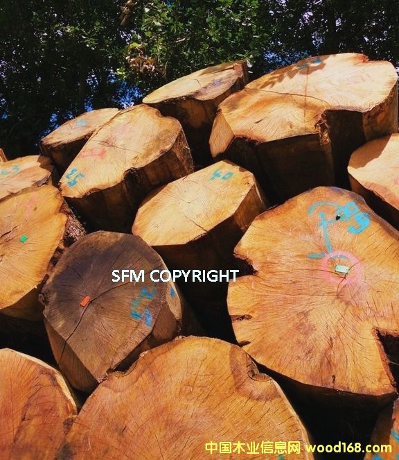 �W��PEFC����ԭľ