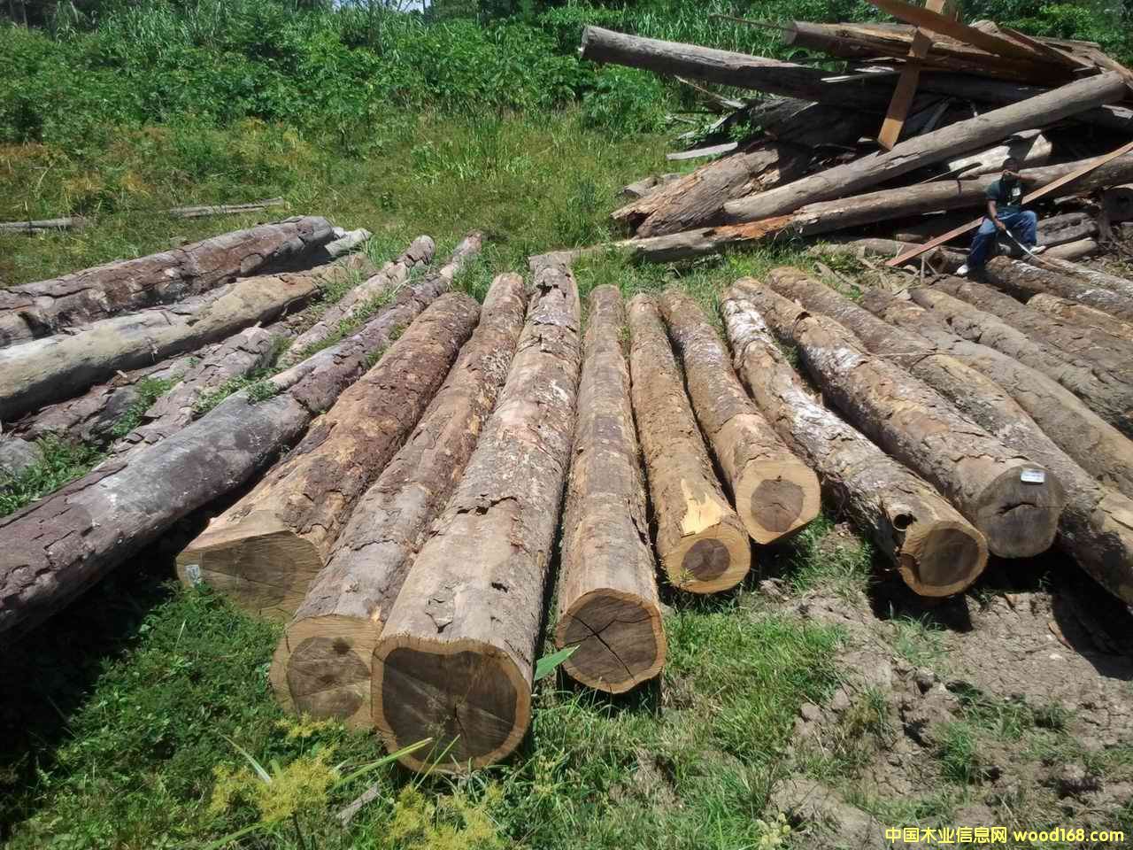 鐵木豆的詳細介紹