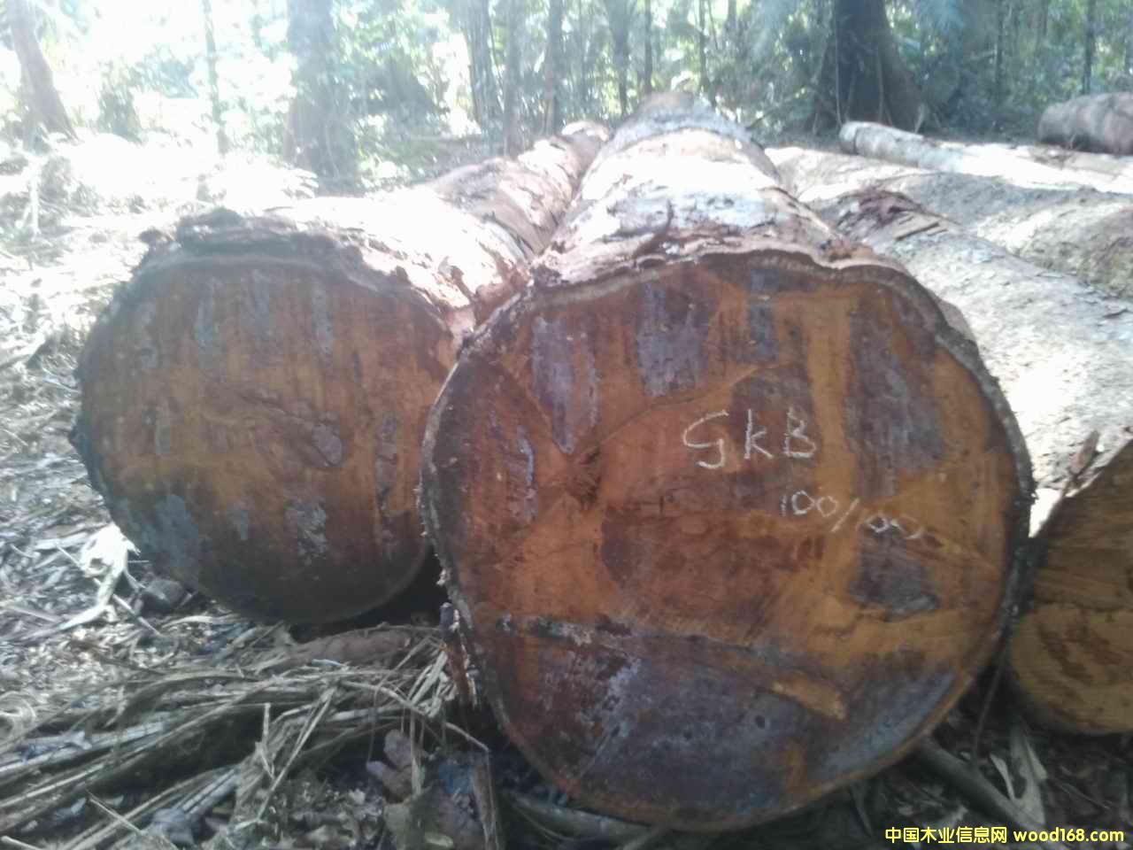 瓦泰豆的詳細介紹