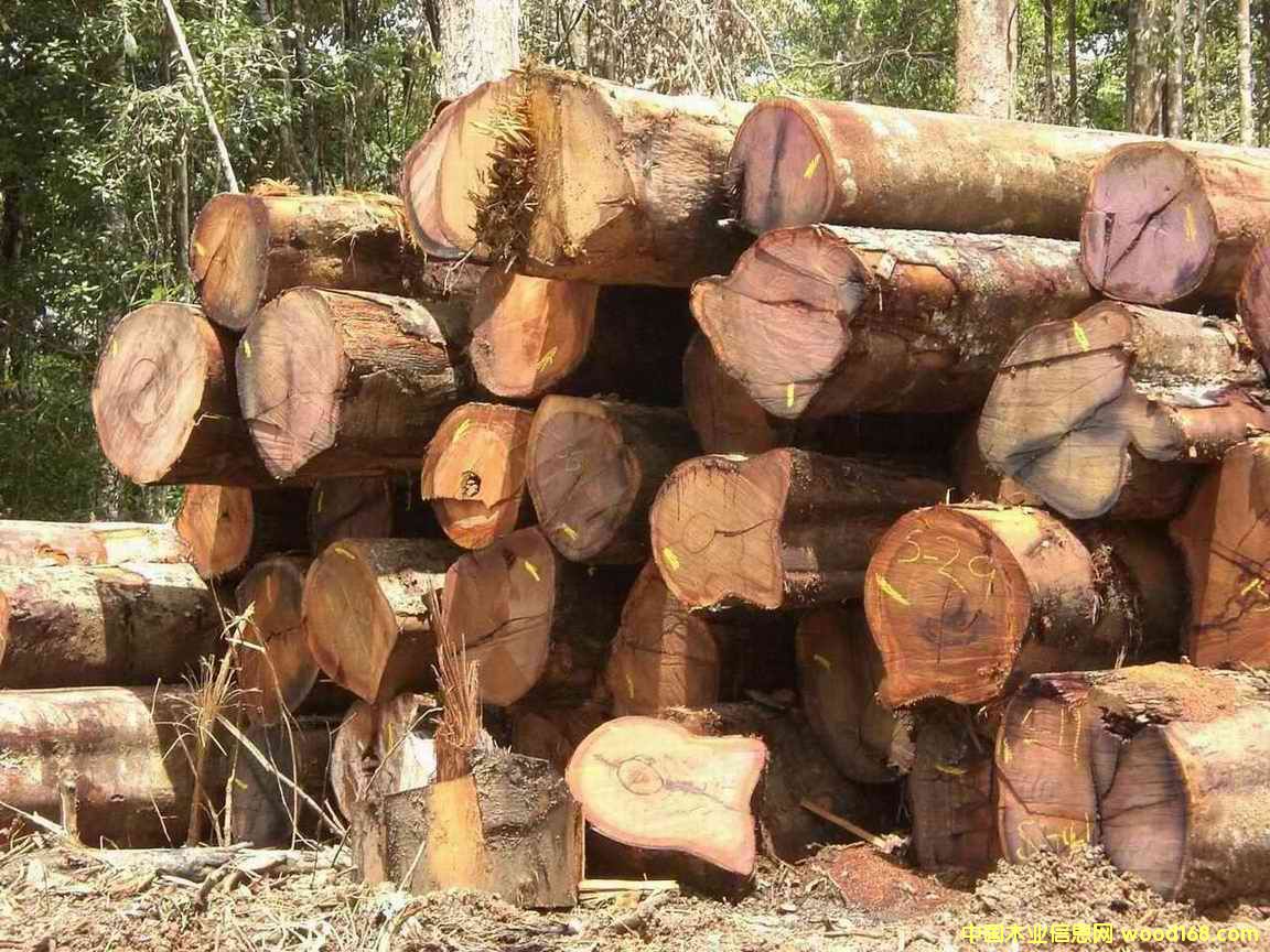 雜硬木的詳細介紹