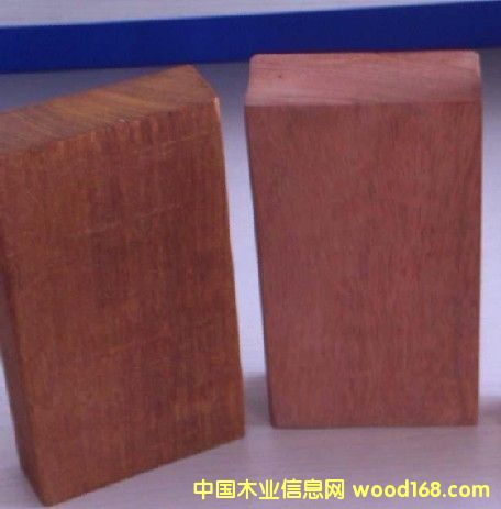 欖仁木 的詳細介紹