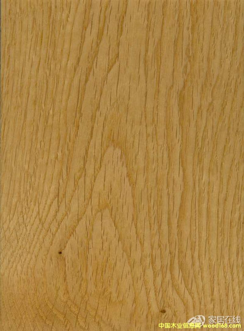 白橡木的詳細介紹