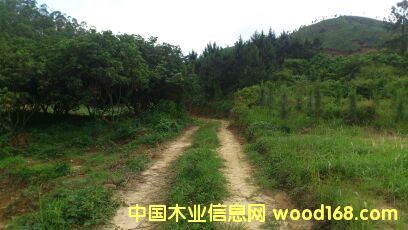 ����Ԕ����B