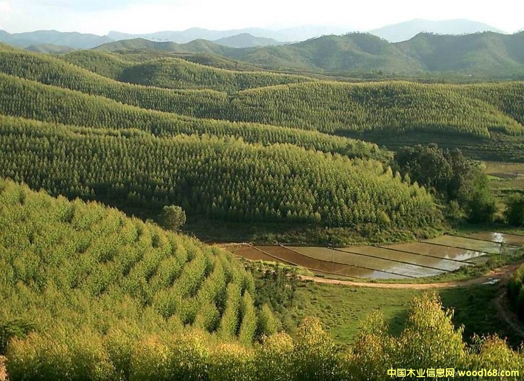 ������(y��u)�|(zh��)���ԭľ��Ԕ����B