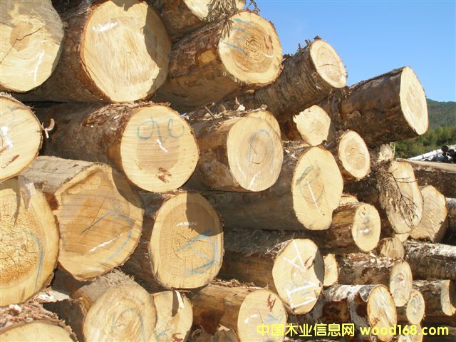 樺木原木的詳細(xì)介紹