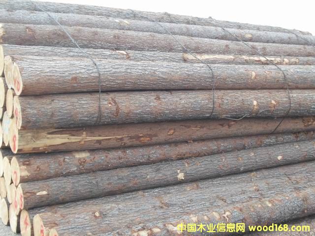 紅松的詳細(xì)介紹