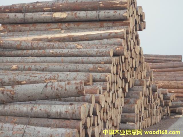 臭松的詳細(xì)介紹