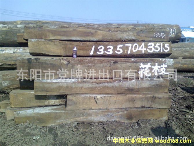 南美花枝的詳細介紹