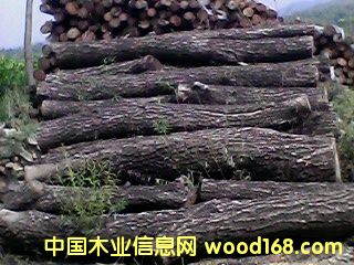 ��ľ��Ԕ����B