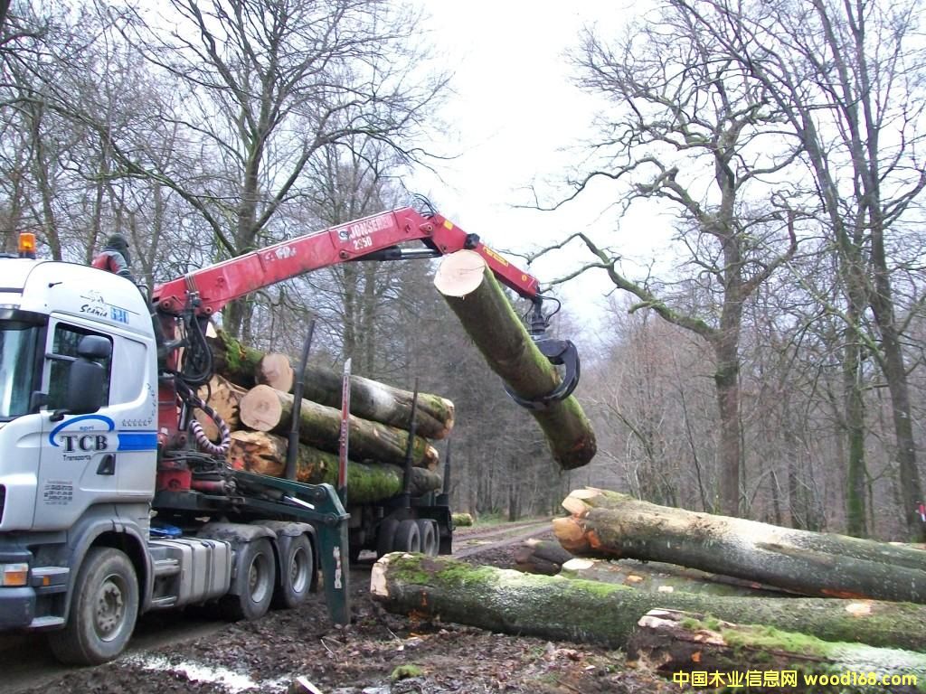 Beech logs��Ԕ����B
