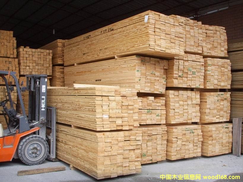 花旗松的詳細(xì)介紹