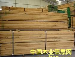 紅橡的詳細(xì)介紹