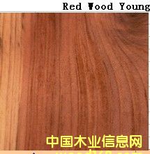 Red Wood Young��Ԕ����B