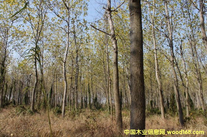 �c���鿴�ڗ��ַŴ�DƬ