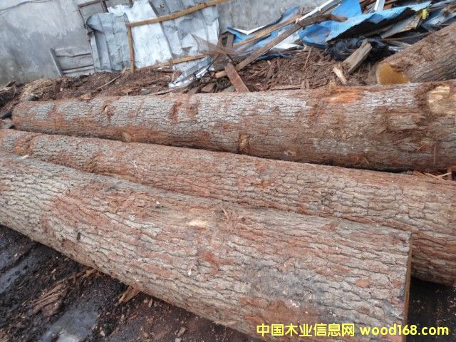 ���м�����ԭľ