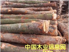 ���|��ľԭľ