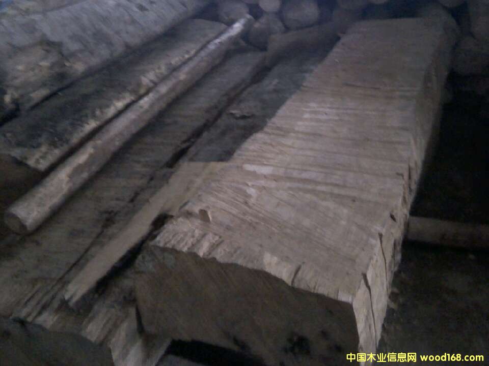 楠木的詳細介紹