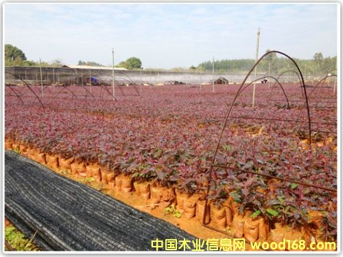 ��(y��u)�|(zh��)�����ľ��Ԕ����B