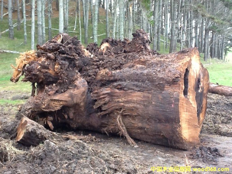 �����mؐ��ɼ�����Ԕ����B