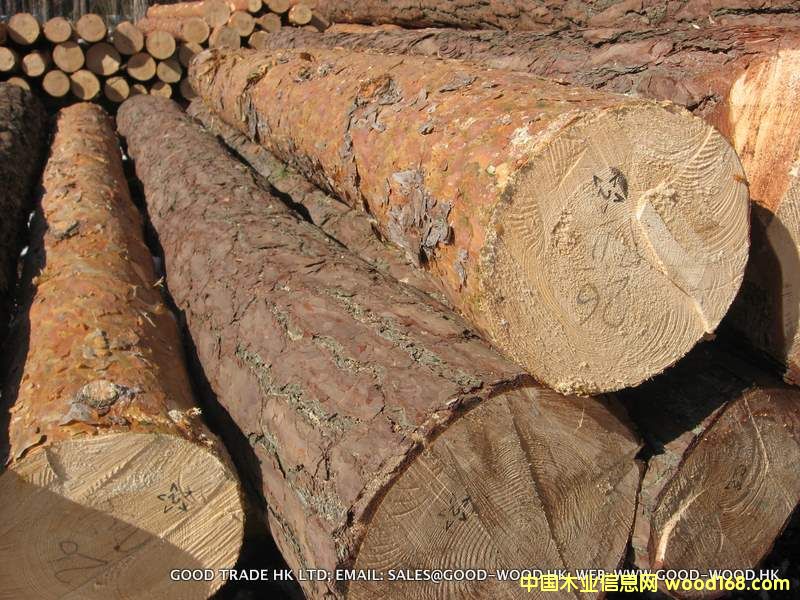 �����m���ɘ� (Pinus Silvestris)��Ԕ����B