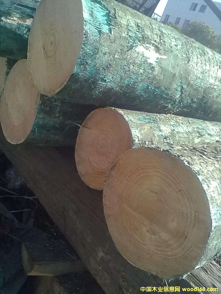 ݗ���ɟo����