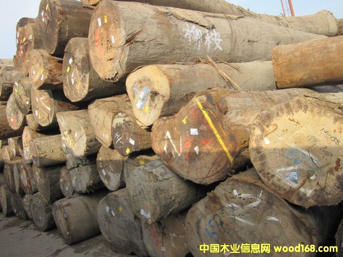 柳桉的詳細介紹