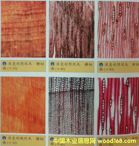 ؐ��ɼꎳ�ľľ���@΢�DƬ