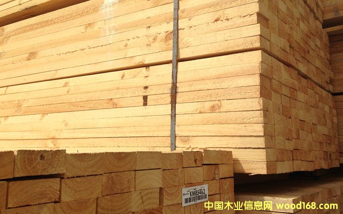 輻射松的詳細(xì)介紹