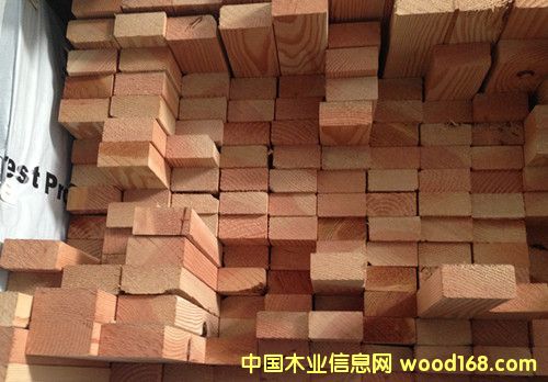 花旗松的詳細(xì)介紹