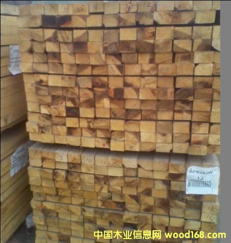 鐵杉的詳細介紹