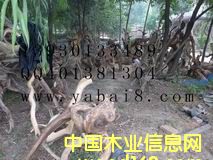 崖柏 的詳細介紹