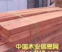 山樟木的詳細(xì)介紹