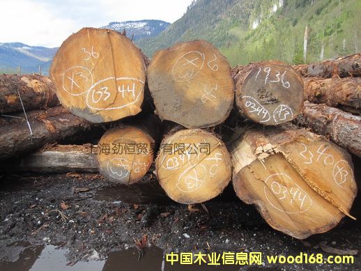 云杉的詳細介紹