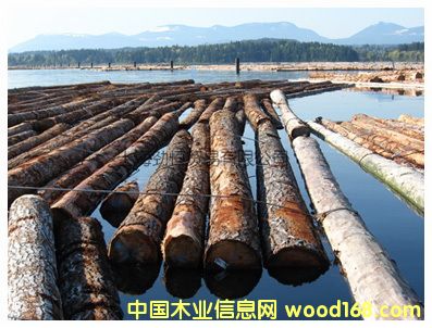 花旗松的詳細介紹