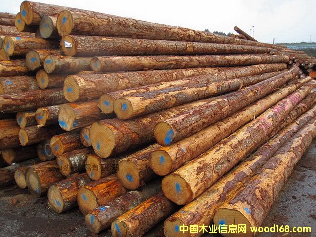 鐵杉的詳細介紹